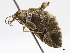  (Psaliodes demasaria - CCDB-37903-F02)  @11 [ ] CreativeCommons - Attribution (2024) CBG Photography Group Centre for Biodiversity Genomics