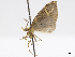  ( - CCDB-37903-F03)  @11 [ ] CreativeCommons - Attribution (2024) CBG Photography Group Centre for Biodiversity Genomics