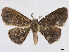  (Semaeopus naltona - CCDB-37903-F06)  @11 [ ] CreativeCommons - Attribution (2024) CBG Photography Group Centre for Biodiversity Genomics