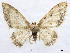  ( - CCDB-37903-F11)  @11 [ ] CreativeCommons - Attribution (2024) CBG Photography Group Centre for Biodiversity Genomics