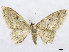  (Idaea jugaria - CCDB-37903-F12)  @11 [ ] CreativeCommons - Attribution (2024) CBG Photography Group Centre for Biodiversity Genomics