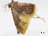  (Idaea lilliana - CCDB-37903-G03)  @11 [ ] CreativeCommons - Attribution (2024) CBG Photography Group Centre for Biodiversity Genomics