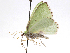  ( - CCDB-37903-H01)  @11 [ ] CreativeCommons - Attribution (2024) CBG Photography Group Centre for Biodiversity Genomics