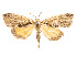  ( - CCDB-37904-A06)  @11 [ ] CreativeCommons - Attribution Share - Alike (2024) CBG Photography Group Centre for Biodiversity Genomics