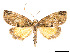  ( - CCDB-37904-A07)  @11 [ ] CreativeCommons - Attribution Share - Alike (2024) CBG Photography Group Centre for Biodiversity Genomics