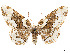  (Phaeoura cladonia - CCDB-37904-A11)  @11 [ ] CreativeCommons - Attribution Share - Alike (2024) CBG Photography Group Centre for Biodiversity Genomics