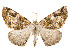  ( - CCDB-37904-B01)  @11 [ ] CreativeCommons - Attribution Share - Alike (2024) CBG Photography Group Centre for Biodiversity Genomics