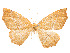  (Destutia margica - CCDB-37904-B12)  @11 [ ] CreativeCommons - Attribution Share - Alike (2024) CBG Photography Group Centre for Biodiversity Genomics