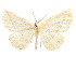  (Eusarca anadis - CCDB-37904-C01)  @11 [ ] CreativeCommons - Attribution Share - Alike (2024) CBG Photography Group Centre for Biodiversity Genomics