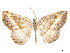  (Eusarca atilla - CCDB-37904-C02)  @11 [ ] CreativeCommons - Attribution Share - Alike (2024) CBG Photography Group Centre for Biodiversity Genomics