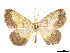  (Eusarca aurana - CCDB-37904-C03)  @11 [ ] CreativeCommons - Attribution Share - Alike (2024) CBG Photography Group Centre for Biodiversity Genomics