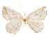  (Eusarca entychon - CCDB-37904-C06)  @11 [ ] CreativeCommons - Attribution Share - Alike (2024) CBG Photography Group Centre for Biodiversity Genomics