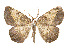  (Eusarca fractilineata - CCDB-37904-C07)  @11 [ ] CreativeCommons - Attribution Share - Alike (2024) CBG Photography Group Centre for Biodiversity Genomics