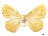  (Eusarca immaculata - CCDB-37904-C08)  @11 [ ] CreativeCommons - Attribution Share - Alike (2024) CBG Photography Group Centre for Biodiversity Genomics