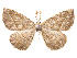  (Eusarca megasa - CCDB-37904-C09)  @11 [ ] CreativeCommons - Attribution Share - Alike (2024) CBG Photography Group Centre for Biodiversity Genomics