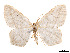  (Eusarca micca - CCDB-37904-C11)  @11 [ ] CreativeCommons - Attribution Share - Alike (2024) CBG Photography Group Centre for Biodiversity Genomics