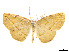  (Eusarca myandaria - CCDB-37904-C12)  @11 [ ] CreativeCommons - Attribution Share - Alike (2024) CBG Photography Group Centre for Biodiversity Genomics
