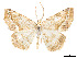  (Eusarca mynes - CCDB-37904-D01)  @11 [ ] CreativeCommons - Attribution Share - Alike (2024) CBG Photography Group Centre for Biodiversity Genomics