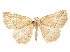  (Eusarca remorta - CCDB-37904-D04)  @11 [ ] CreativeCommons - Attribution Share - Alike (2024) CBG Photography Group Centre for Biodiversity Genomics