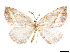  (Eusarca volcanica - CCDB-37904-D05)  @11 [ ] CreativeCommons - Attribution Share - Alike (2024) CBG Photography Group Centre for Biodiversity Genomics