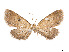  ( - CCDB-37904-F06)  @11 [ ] CreativeCommons - Attribution Share - Alike (2024) CBG Photography Group Centre for Biodiversity Genomics