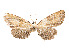  (Tornos pusillus - CCDB-37904-F07)  @11 [ ] CreativeCommons - Attribution Share - Alike (2024) CBG Photography Group Centre for Biodiversity Genomics