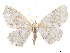  (Sabulodes mastaura - CCDB-37904-G09)  @11 [ ] CreativeCommons - Attribution Share - Alike (2024) CBG Photography Group Centre for Biodiversity Genomics