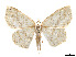  ( - CCDB-37904-G10)  @11 [ ] CreativeCommons - Attribution Share - Alike (2024) CBG Photography Group Centre for Biodiversity Genomics