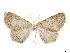  (Sabulodes meduana - CCDB-37904-G12)  @11 [ ] CreativeCommons - Attribution Share - Alike (2024) CBG Photography Group Centre for Biodiversity Genomics