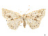  (Sabulodes arnissa - CCDB-37904-H02)  @11 [ ] CreativeCommons - Attribution Share - Alike (2024) CBG Photography Group Centre for Biodiversity Genomics
