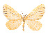  (Eubaphe lineata - CCDB-37904-H11)  @11 [ ] CreativeCommons - Attribution Share - Alike (2024) CBG Photography Group Centre for Biodiversity Genomics