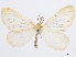  (Eubaphe rhotana - CCDB-37905-A02)  @11 [ ] CreativeCommons - Attribution (2024) CBG Photography Group Centre for Biodiversity Genomics