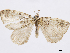  (Hydriomena bonitusa - CCDB-37905-B12)  @11 [ ] CreativeCommons - Attribution (2024) CBG Photography Group Centre for Biodiversity Genomics