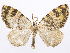  ( - CCDB-37905-C03)  @11 [ ] CreativeCommons - Attribution (2024) CBG Photography Group Centre for Biodiversity Genomics