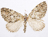  (Hydriomena cynosura - CCDB-37905-C04)  @11 [ ] CreativeCommons - Attribution (2024) CBG Photography Group Centre for Biodiversity Genomics