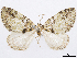  (Hydriomena cyriades - CCDB-37905-C06)  @11 [ ] CreativeCommons - Attribution (2024) CBG Photography Group Centre for Biodiversity Genomics