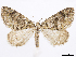  (Hydriomena dada - CCDB-37905-C07)  @11 [ ] CreativeCommons - Attribution (2024) CBG Photography Group Centre for Biodiversity Genomics