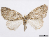  (Hydriomena mainaria - CCDB-37905-C08)  @11 [ ] CreativeCommons - Attribution (2024) CBG Photography Group Centre for Biodiversity Genomics
