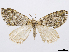 ( - CCDB-37905-C09)  @11 [ ] CreativeCommons - Attribution (2024) CBG Photography Group Centre for Biodiversity Genomics
