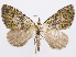  (Hydriomena musga - CCDB-37905-C10)  @11 [ ] CreativeCommons - Attribution (2024) CBG Photography Group Centre for Biodiversity Genomics