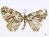  (Cassandra tapestrata - CCDB-37905-D06)  @11 [ ] CreativeCommons - Attribution (2024) CBG Photography Group Centre for Biodiversity Genomics