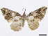  (Cassandra jalapella - CCDB-37905-D08)  @11 [ ] CreativeCommons - Attribution (2024) CBG Photography Group Centre for Biodiversity Genomics