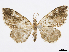  (Psaliodes confusa - CCDB-37905-D11)  @11 [ ] CreativeCommons - Attribution (2024) CBG Photography Group Centre for Biodiversity Genomics