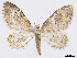  (Psaliodes cynthia - CCDB-37905-D12)  @11 [ ] CreativeCommons - Attribution (2024) CBG Photography Group Centre for Biodiversity Genomics