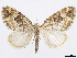  (Psaliodes damophila - CCDB-37905-E01)  @11 [ ] CreativeCommons - Attribution (2024) CBG Photography Group Centre for Biodiversity Genomics