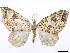  ( - CCDB-37905-E02)  @11 [ ] CreativeCommons - Attribution (2024) CBG Photography Group Centre for Biodiversity Genomics