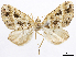  ( - CCDB-37905-E03)  @11 [ ] CreativeCommons - Attribution (2024) CBG Photography Group Centre for Biodiversity Genomics