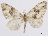  (Psaliodes orozcoa - CCDB-37905-E04)  @11 [ ] CreativeCommons - Attribution (2024) CBG Photography Group Centre for Biodiversity Genomics