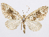  (Psaliodes pomona - CCDB-37905-E05)  @11 [ ] CreativeCommons - Attribution (2024) CBG Photography Group Centre for Biodiversity Genomics