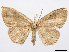  (Semaeopus dudisca - CCDB-37905-E11)  @11 [ ] CreativeCommons - Attribution (2024) CBG Photography Group Centre for Biodiversity Genomics